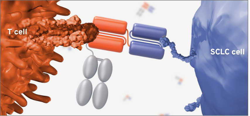 IMDELLTA® activating the formation of synapses between T cells and DLL3-expressing cells